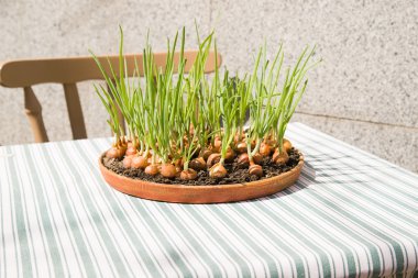 Onion growing from a container located on a restaurant table. clipart