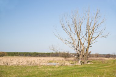 Yaşlı ağaçların blu karşı bahar Nehri kıyısında