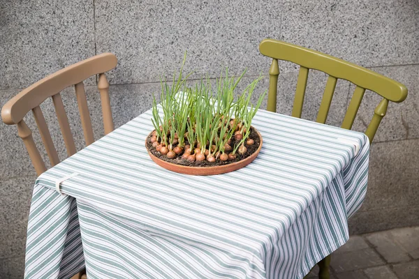 Onion growing from a container located on a restaurant table.