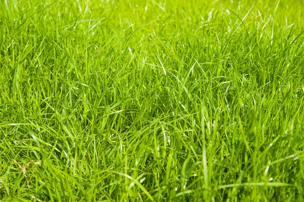 Green grass growing from a spring lawn. — Stock Photo, Image