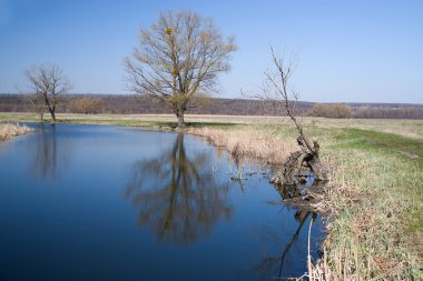 Eski ağaç bahar karşı mavi nehir kıyısında