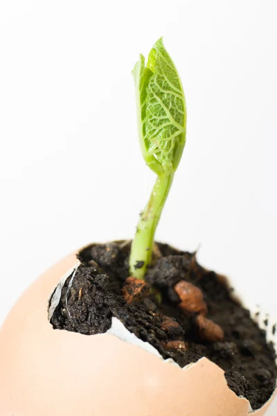 The plant grows from the ground on a white background — Stock Photo, Image