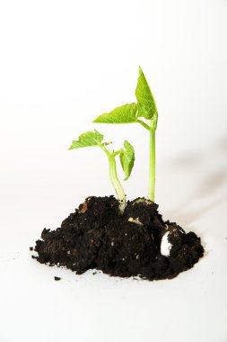 Bitkiler büyür toprak yığını beyaz bir arka plan üzerinde