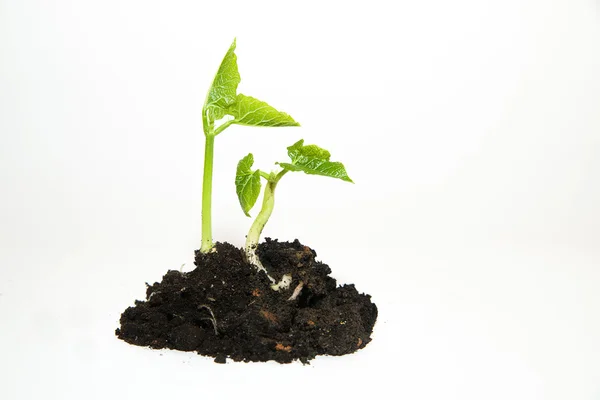 As plantas crescem de uma pilha de solo sobre um fundo branco — Fotografia de Stock