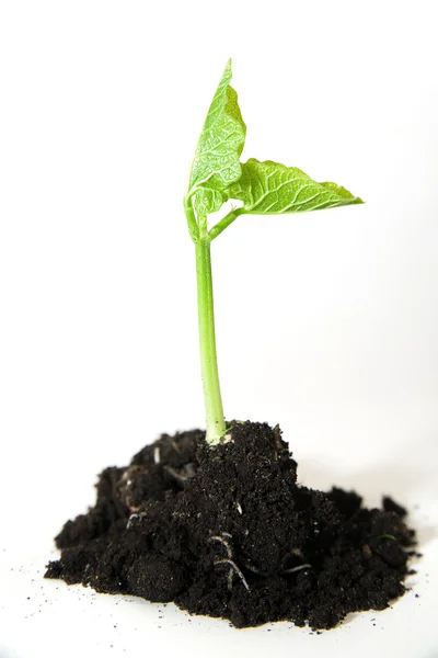The plant grows from a pile of soil on a white background — Stock Photo, Image