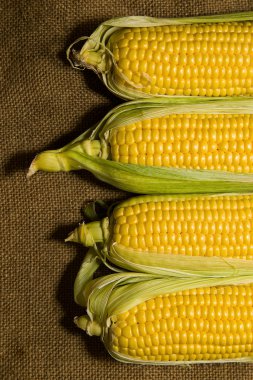 Mısır eski doku üzerinde birkaç kulaklar