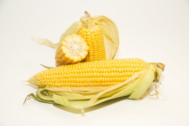 Üzerinde Mısır beyaz üzerinde birkaç kulaklar