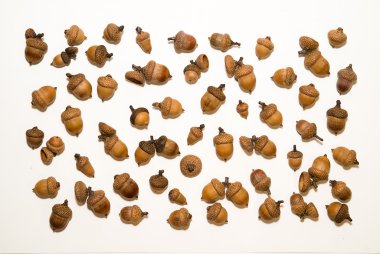 Beyaz üzerinde üzerinde şapkalı birçok acorns