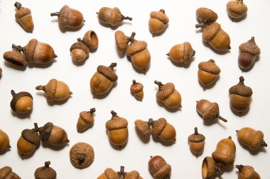 Beyaz üzerinde üzerinde şapkalı birçok acorns