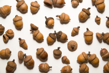 Beyaz üzerinde üzerinde şapkalı birçok acorns