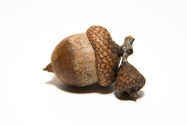 One acorn with hat on over white