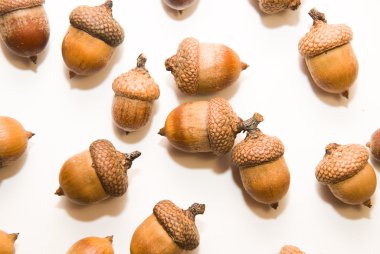 Beyaz üzerinde üzerinde şapkalı birçok acorns