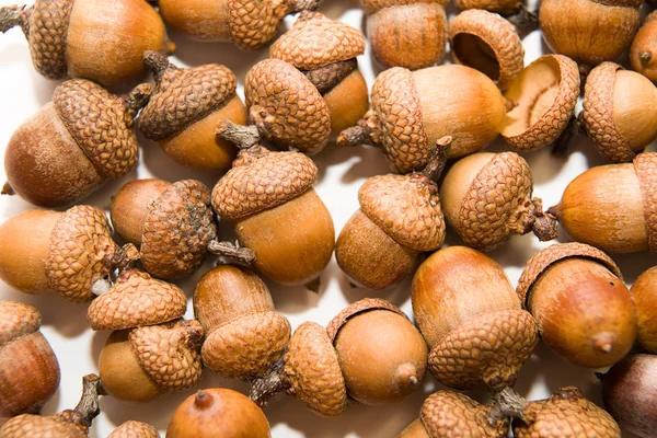 Muchas bellotas con sombreros sobre blanco — Foto de Stock