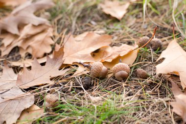 Meşe palamutları olduğunu ağaçlarından düşen yapraklar