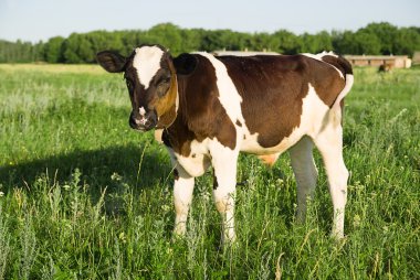 Benekli Dana üzerinde yeşil bir alana otlatma