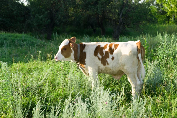 Spotted Calf grazing on a green field — Stock Photo, Image