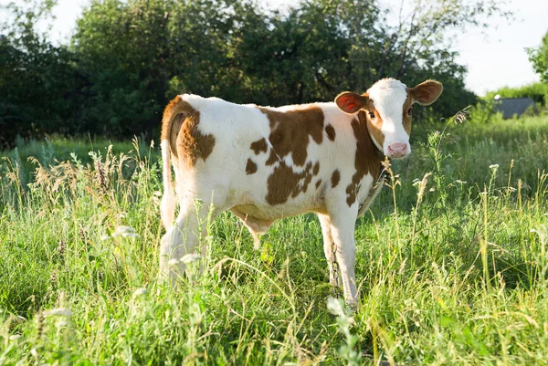 Spotted Calf grazing on a green field — Stock Photo, Image