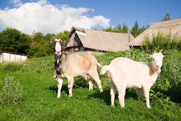 Chèvre et enfant sur l'herbe verte — Photo