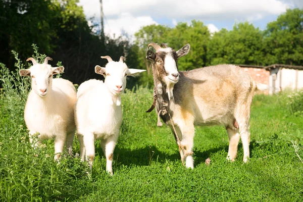 Goat and two kids  on the green grass — Stock Photo, Image