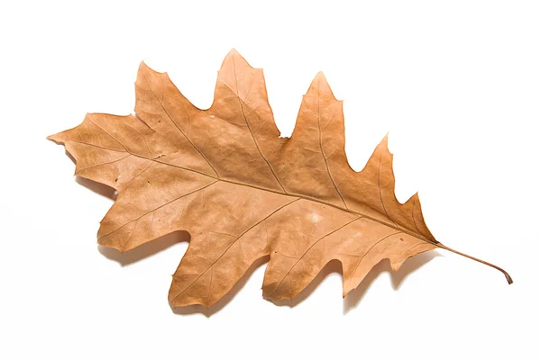 Torka hösten oak leaf på över vita — Stockfoto