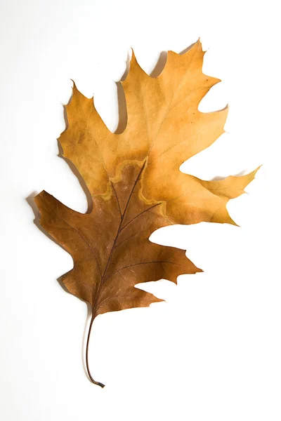 Feuille de chêne d'automne sèche sur blanc — Photo