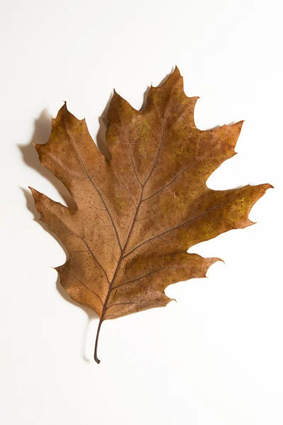 Feuille de chêne d'automne sèche sur blanc — Photo