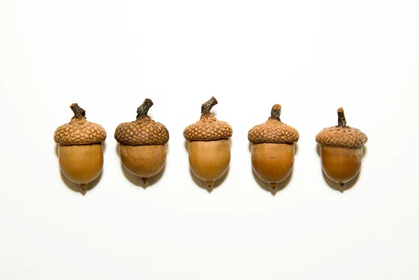 Beyaz üzerinde kapaklar ile beş acorns — Stok fotoğraf