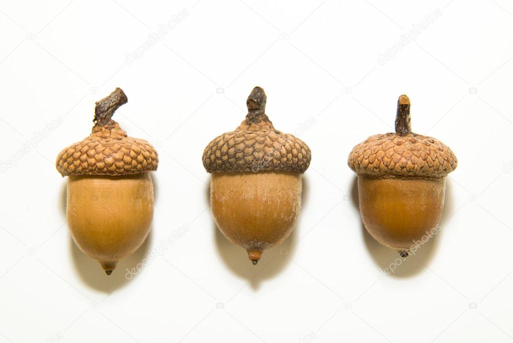 Three  acorns  with cap on over white