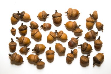 Beyaz üzerinde kapaklar ile birçok acorns