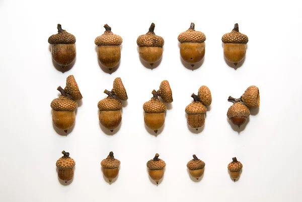Beyaz üzerinde kapaklar ile birçok acorns — Stok fotoğraf
