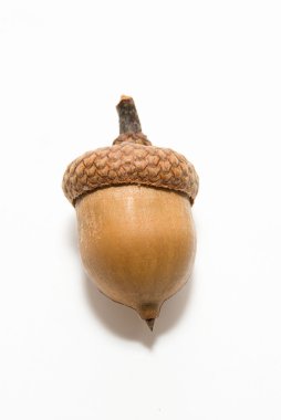 Bir kahverengi meşe palamudu üzerinde beyaz şapka ile