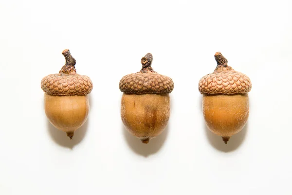 Üç beyaz üzerinde meşe palamudu şapkalar ile kahverengi — Stok fotoğraf