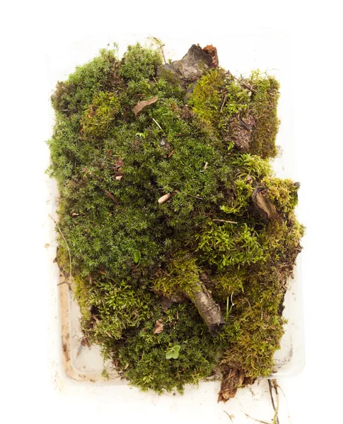Moss and plants on white background — Stock Photo, Image