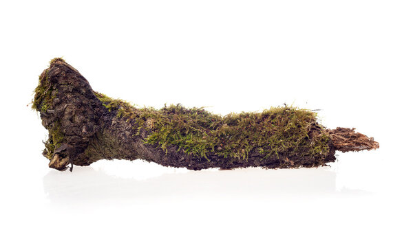 forest moss isolated