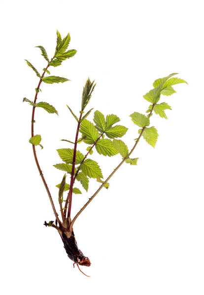 raspberry shoots with root on white background