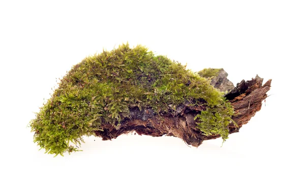 Forest moss isolated — Stock Photo, Image