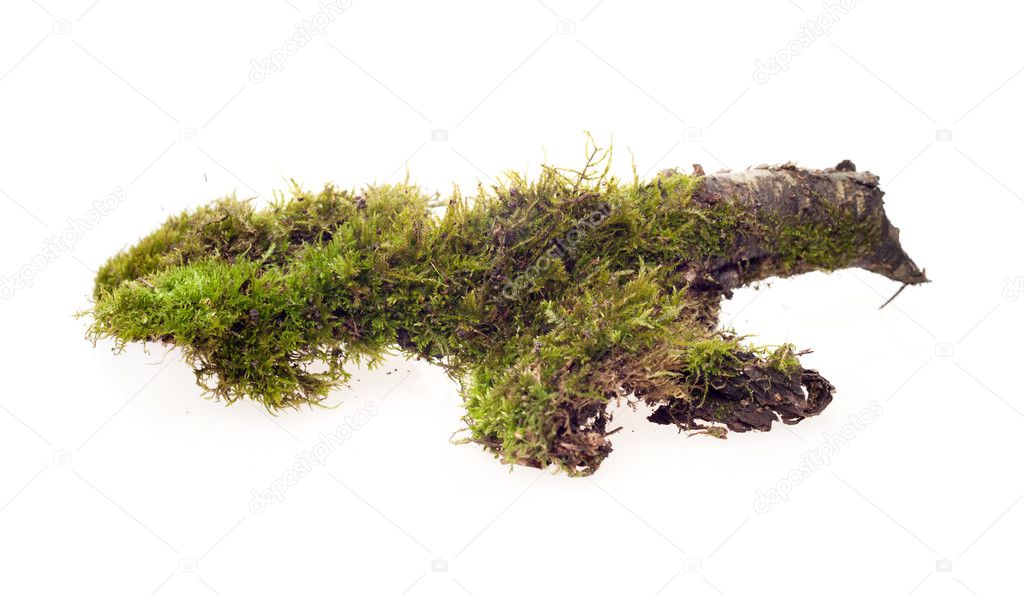 forest moss isolated