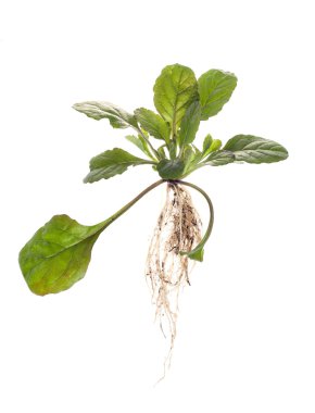 otlar ile izole kökte