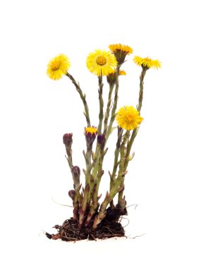mother-and-stepmother (Tussilago) with root on white background clipart