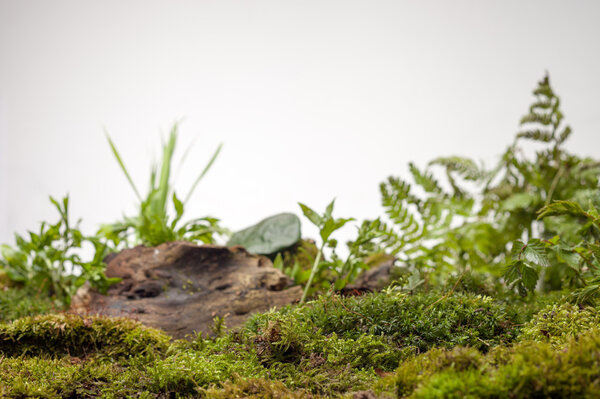 moss and plants on white background