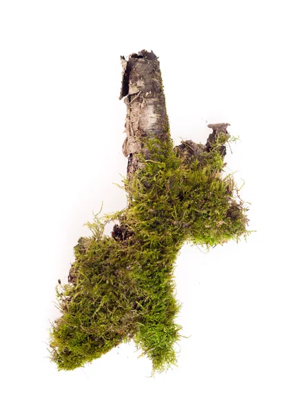 Forest moss isolated — Stock Photo, Image