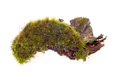 Orman moss izole