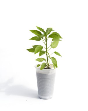 lahanası biber beyaz Kupası