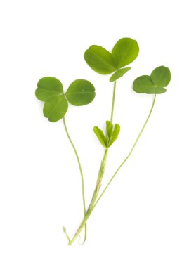 Beyaz bir arka plan üzerinde izole yonca