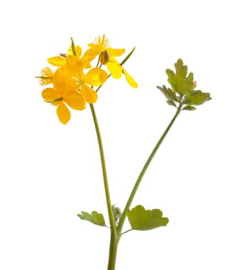 kırlangıçotu beyaz bir arka plan üzerinde