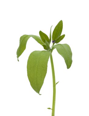 Hodan izole bir delikanlı