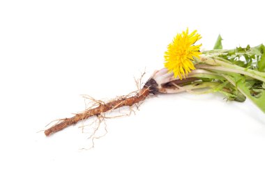 dandelion root is isolated clipart