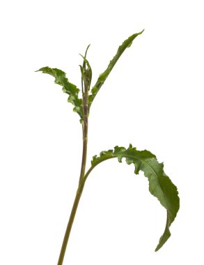 izole kuzukulağı fışkın