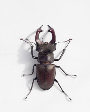 Beyaz arka planda bir geyik böceği