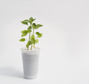 lahanası biber beyaz Kupası